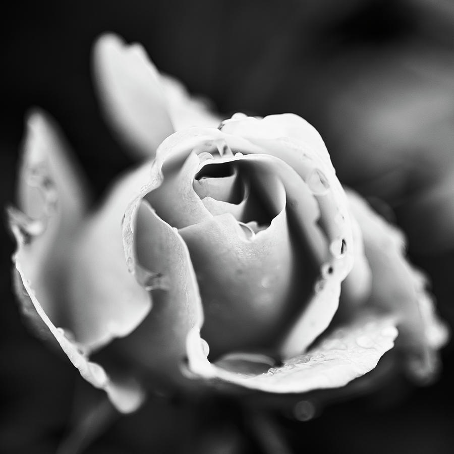 Amazing rose closeup in monochrome Photograph by Vishwanath Bhat
