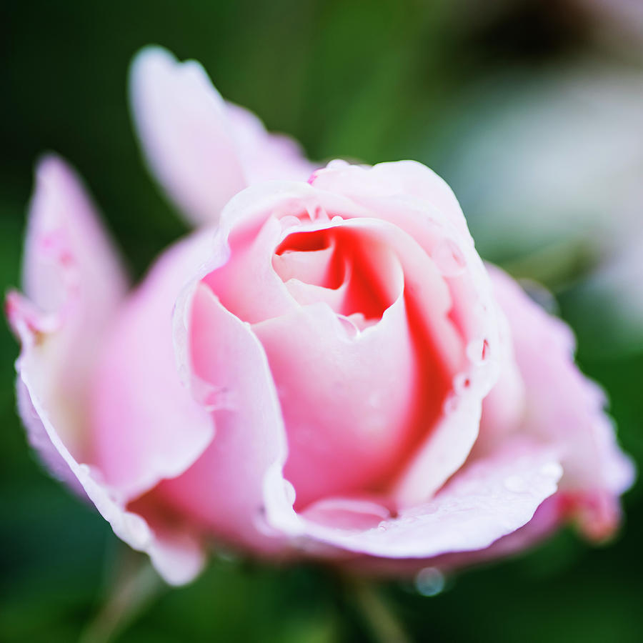 Amazing pink rose closeup Photograph by Vishwanath Bhat