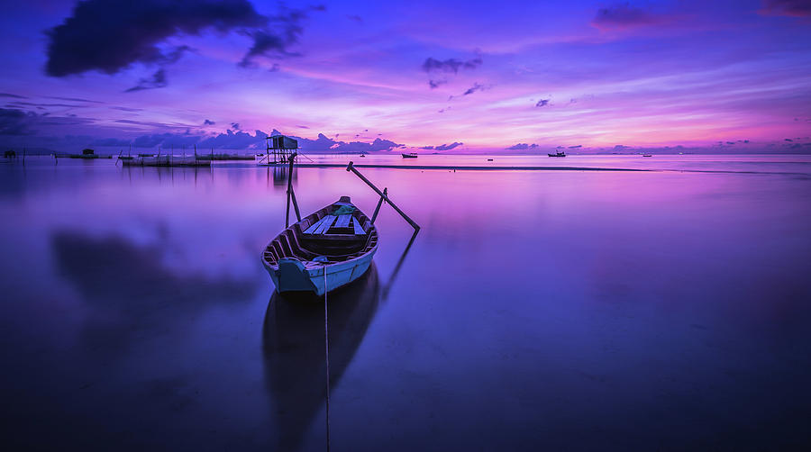 beautiful purple photography