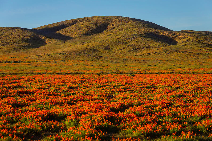 Amazing Poppy Fields Photograph by Garry Gay