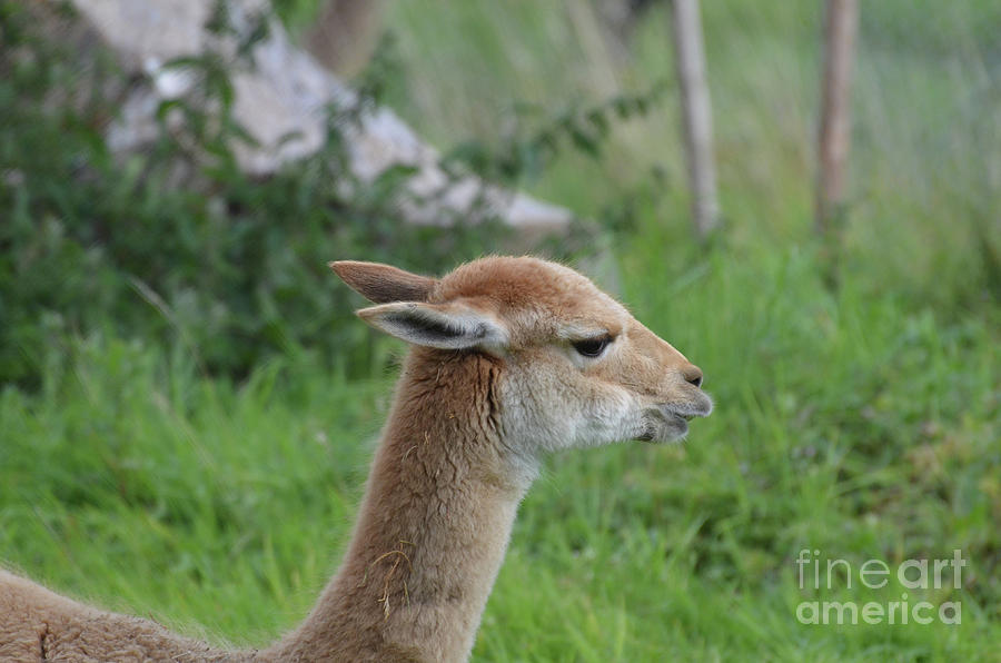 Amazing Profile of an Alpaca in the Wild Photograph by DejaVu Designs