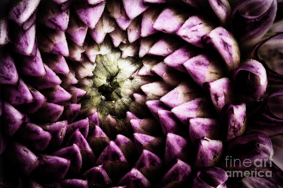 Amazing purple dahlia flower pattern Photograph by Simon Bratt