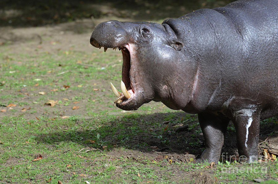 Amazing Pygmy Hippo with His Mouth Open in a Yawn Photograph by DejaVu Designs