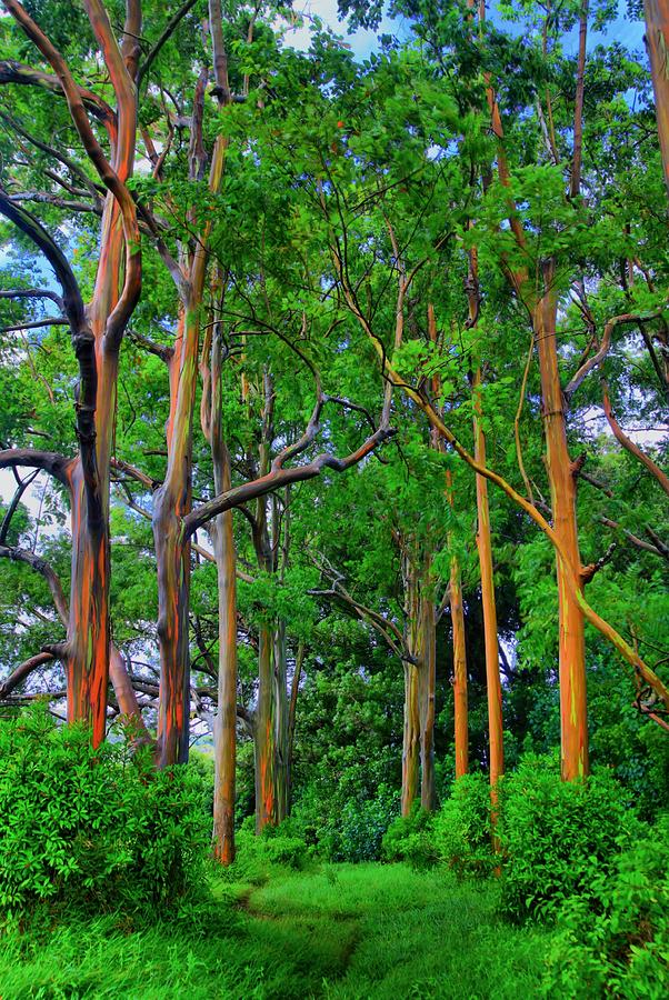Nature Photograph - Amazing Rainbow Eucalyptus by DJ Florek