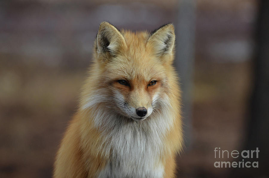 Fox Photograph - Amazing Red Fox by DejaVu Designs