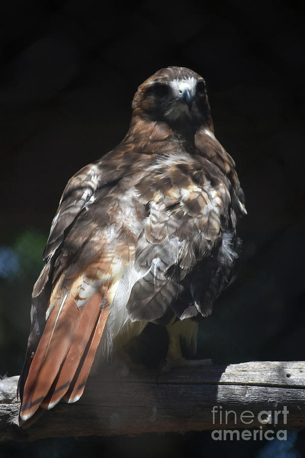 Amazing Red Tail Hawk in a Forest Photograph by DejaVu Designs