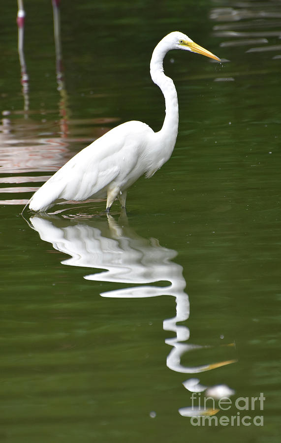 Amazing Reflection of a White Heron Bird Photograph by DejaVu Designs