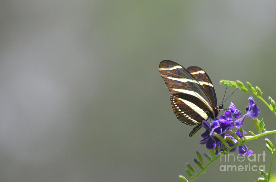 Amazing Scenic Image of Zebra Butterfly in the Spring Photograph by DejaVu Designs