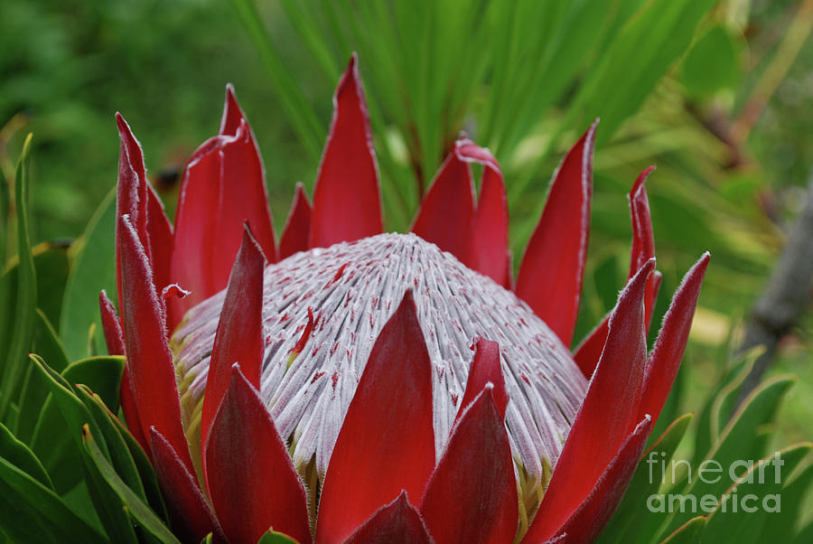 Amazing Spikey Red Protea Flower Blossom in a Garden Photograph by DejaVu Designs