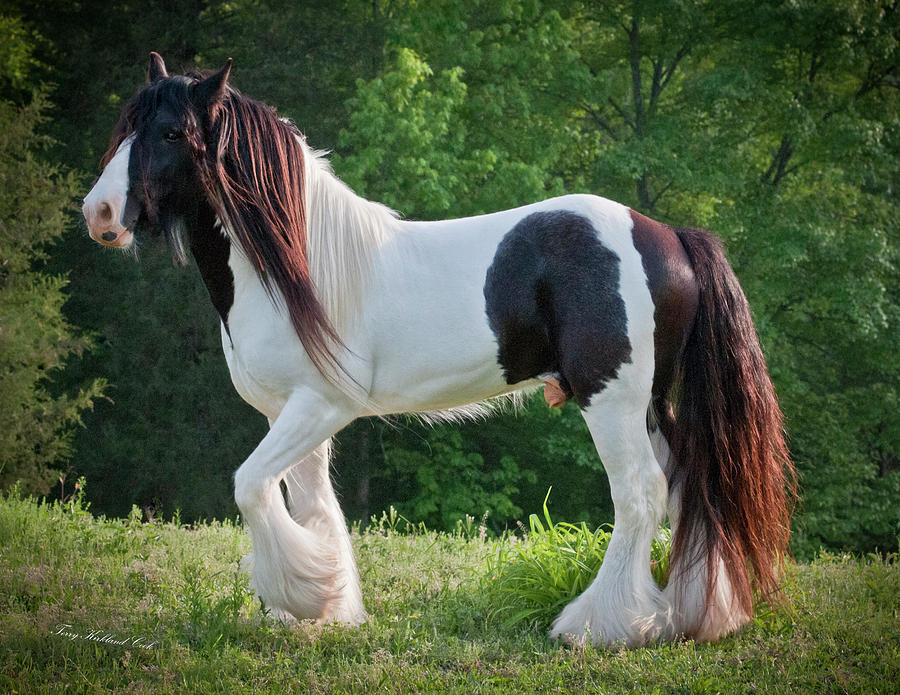 Amazing Stallion Django Photograph by Terry Kirkland Cook