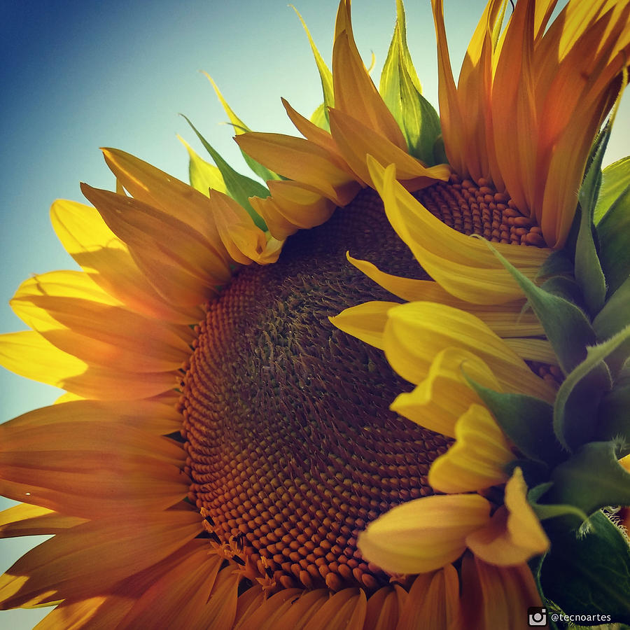 Sunflower Photograph - Amazing Sunflower by Miguel Angel