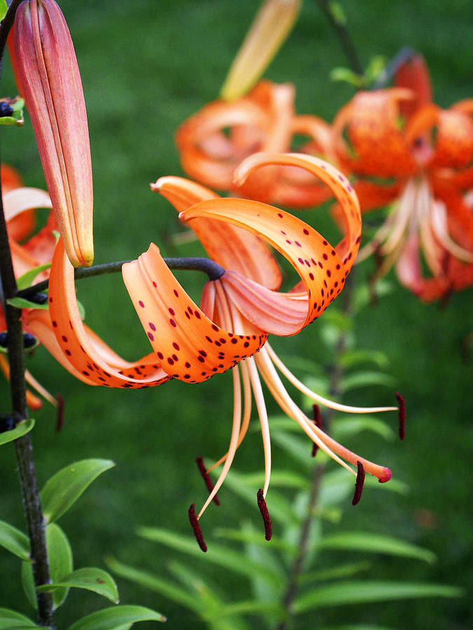 Lily Photograph - Amazing Tiger Lily by Marilyn Hunt