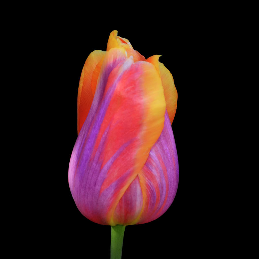 Amazing Tulip 003 Photograph by George Bostian