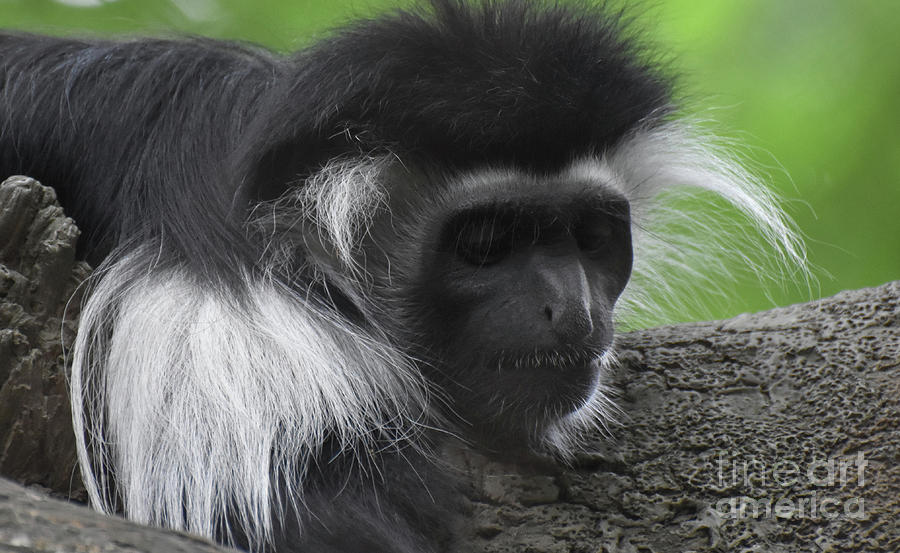 Amazing Up Close Look at a Colobus Monkey Resting in a Tree Photograph by DejaVu Designs