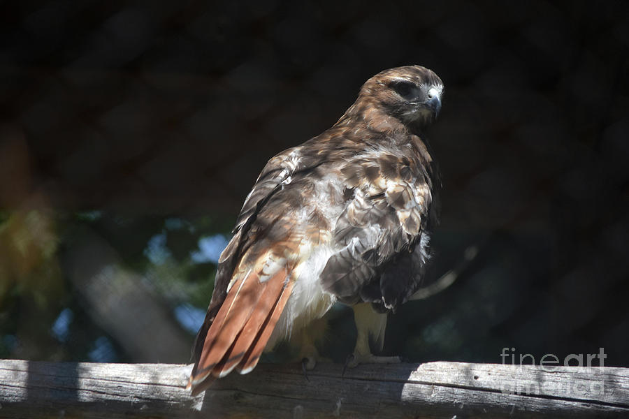 Amazing Up Close View of this Red Tail Hawk Photograph by DejaVu Designs