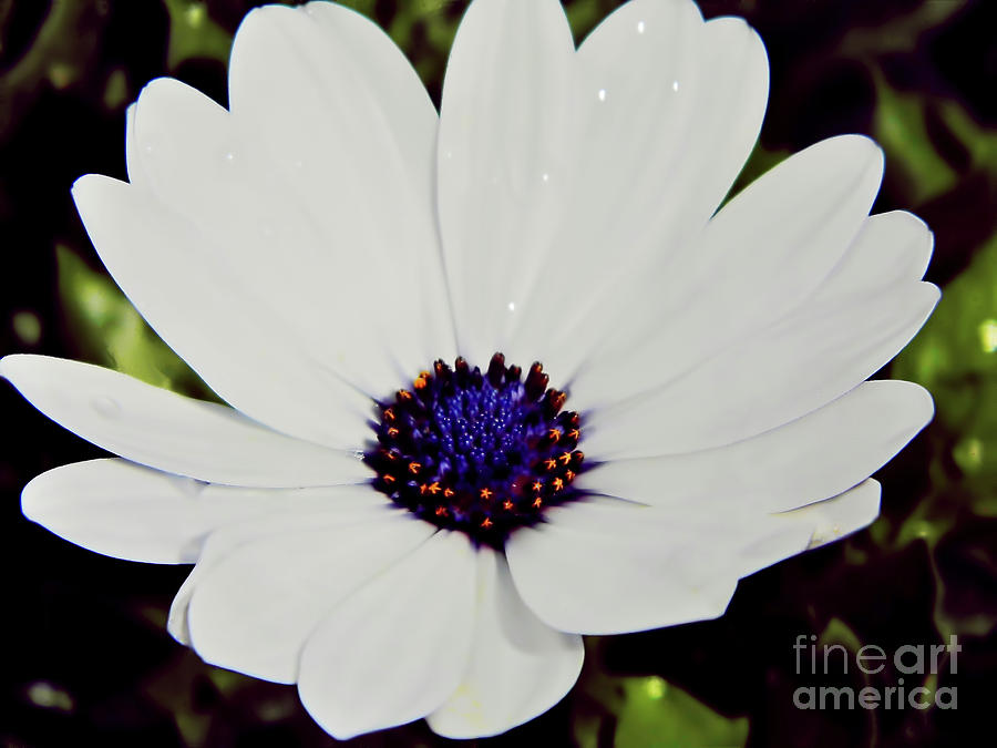 Amazing White African Daisy Photograph by D Hackett