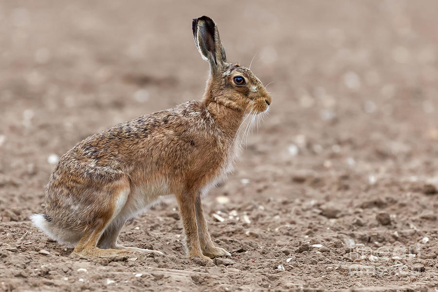 Wildlife Photograph - Amazing wild european hare close up sat in a arable field by Simon Bratt