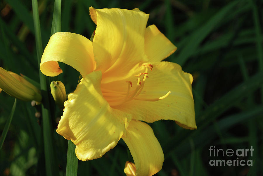 Amazing Yellow Lily Flowering in a Garden Photograph by DejaVu Designs