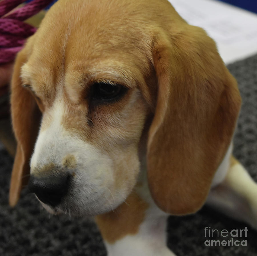 Amazingly Adorable Face of a Beagle Puppy Dog Photograph by DejaVu Designs