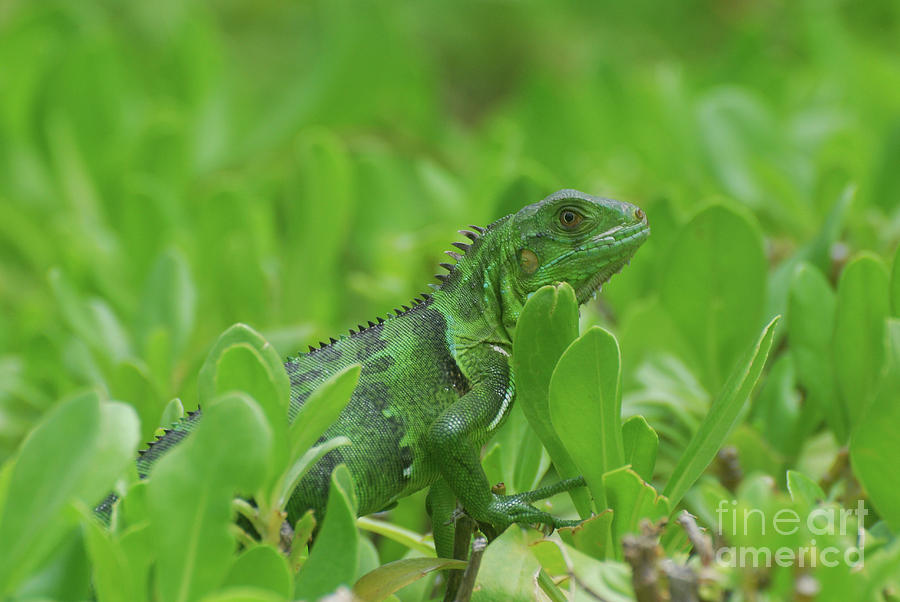 Amazingly Green Iguana in Green Shrubs Photograph by DejaVu Designs