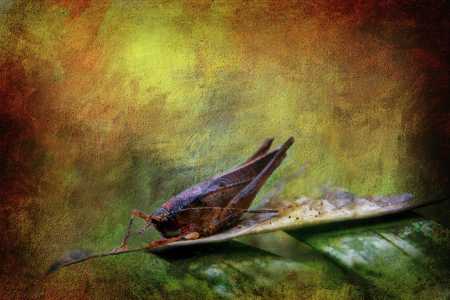 Grasshopper Digital Art - Amazon Grasshopper by Terry Davis