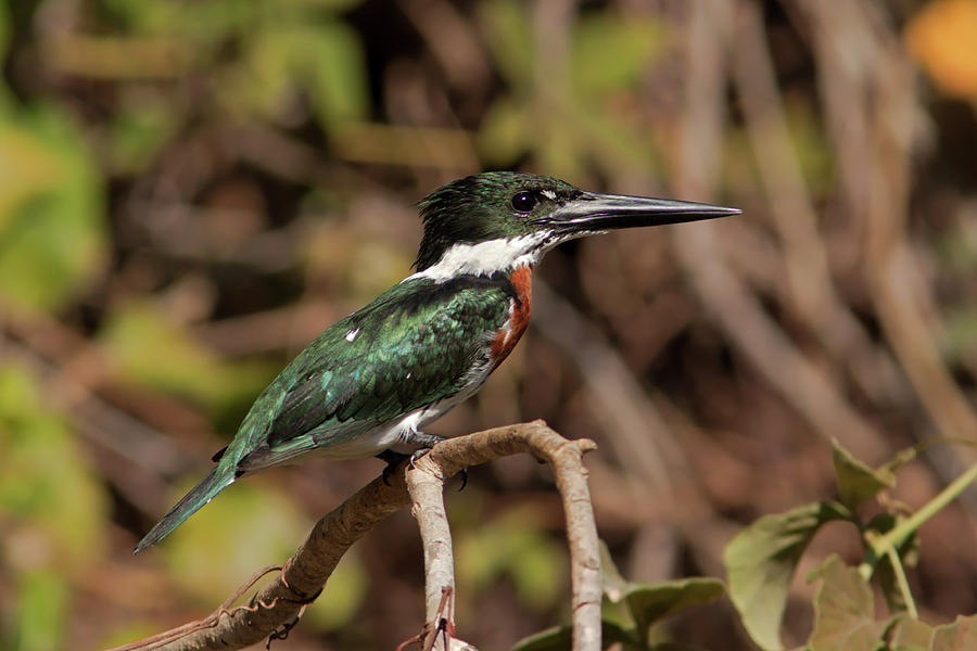Amazon Kingfisher Photograph by Aivar Mikko