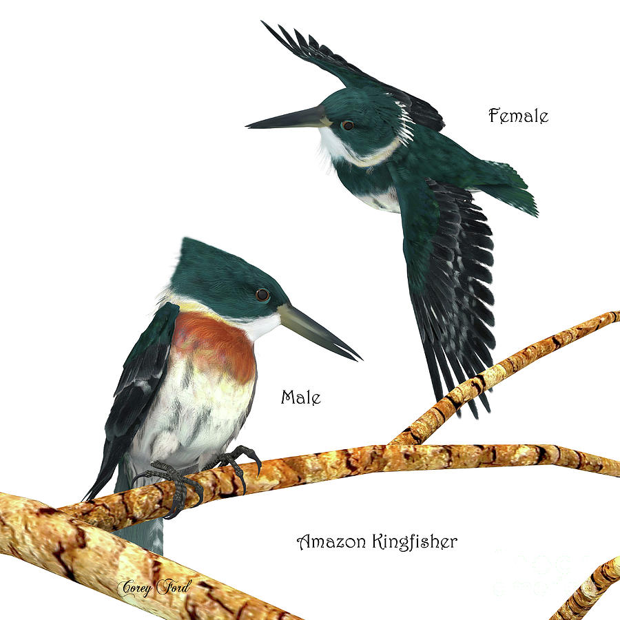 Amazon Kingfisher Digital Art by Corey Ford