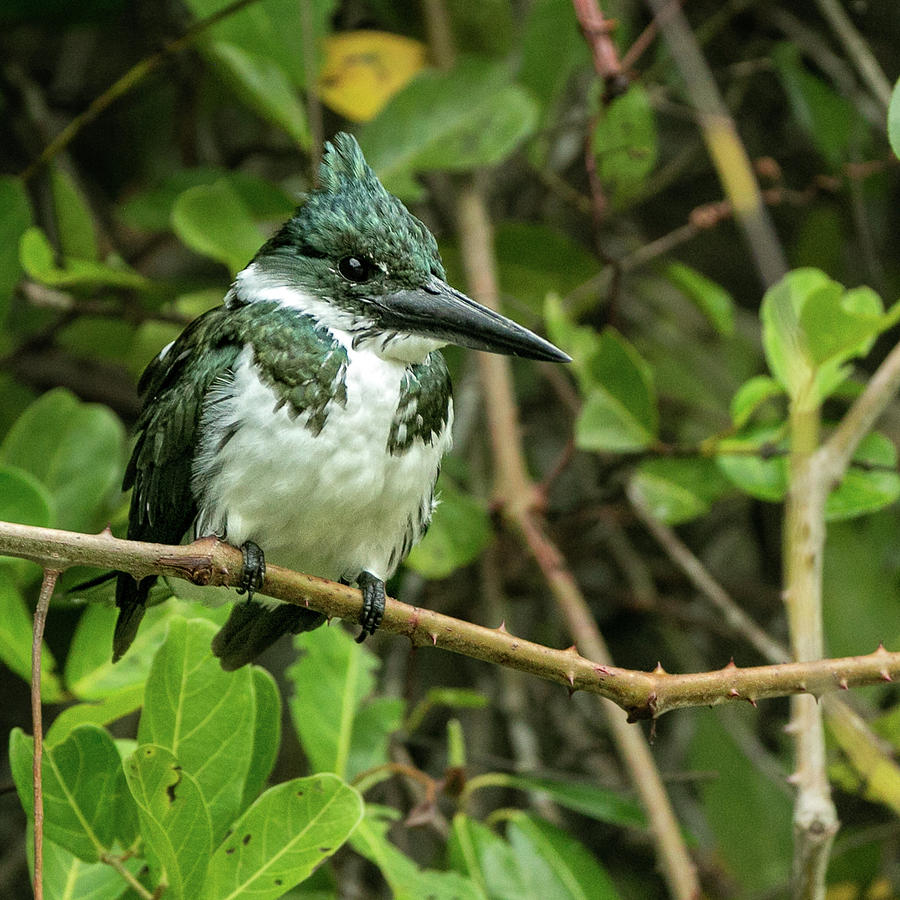 Amazon Kingfisher in the foliage Photograph by Steven Upton