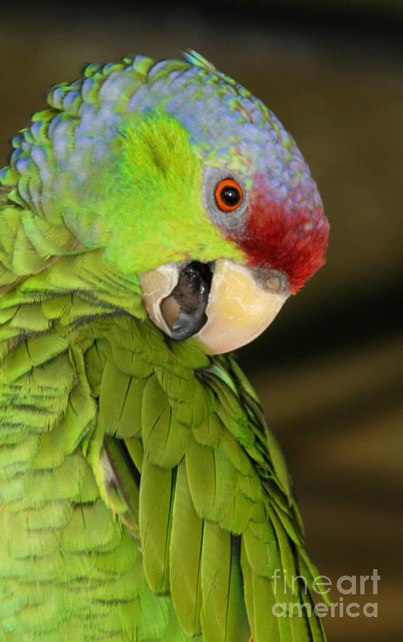 Parrot Photograph - Amazon Lilac Crown Parrot by Sheryl Unwin