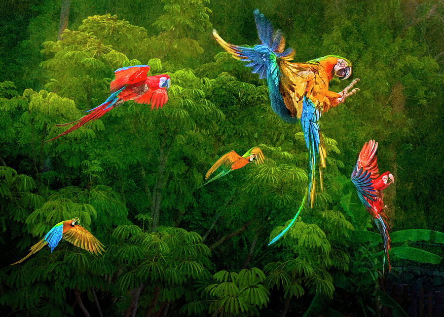 Amazon Macaws Photograph by Brian Tarr