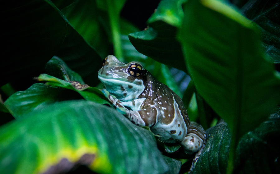 Amazon Milk Frog Photograph by Brian Manfra - Fine Art America