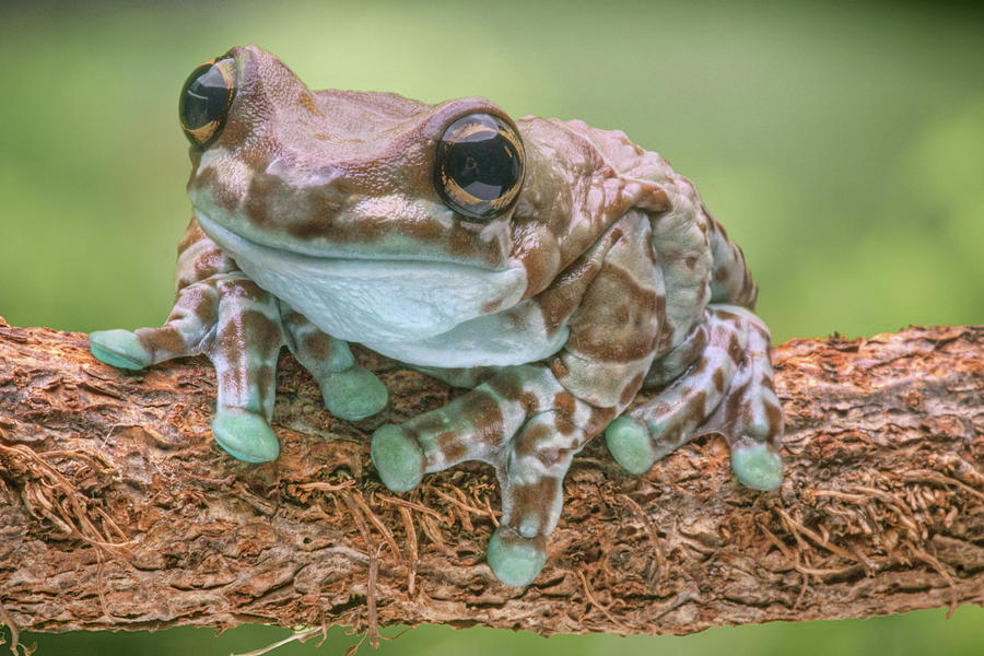 Amazon Milk Frog Photograph by Nikolyn McDonald
