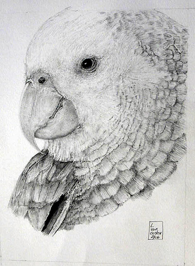 Wildlife Drawing - Amazon Parrot by Lucien Van Oosten