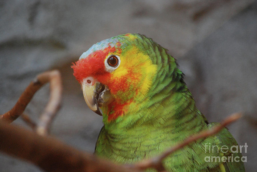 Amazon Parrot on a Perch Photograph by DejaVu Designs