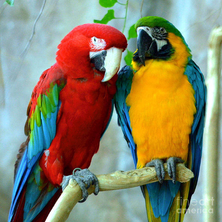 Amazon Parrots Photograph By Dani Stites,Vodka And Orange Juice