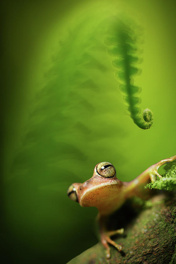 Amazon tree frog in tropical rain forest Bolivia Photograph by Dirk Ercken