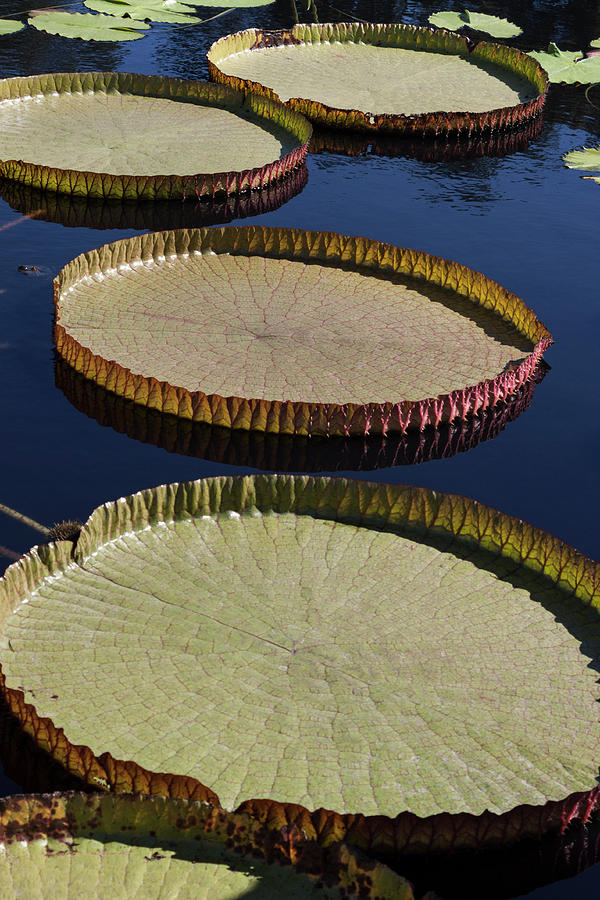 Amazonas Lily Pads II Photograph by Suzanne Gaff