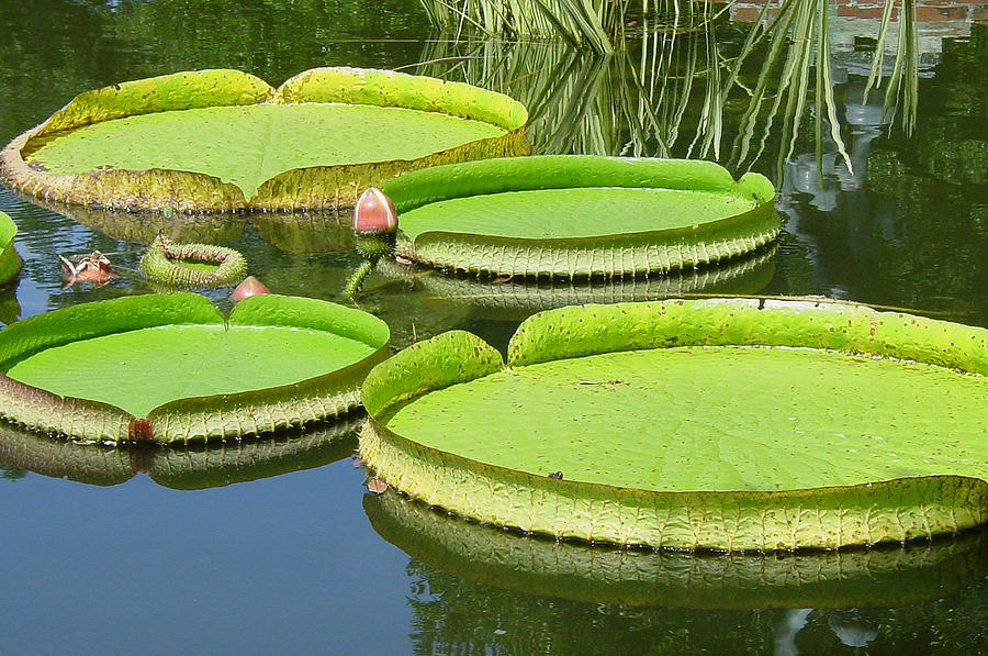 Amazonas Water Lily Pads Photograph By Suzanne Gaff