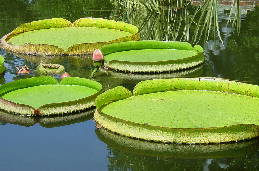 Amazonas Water Lily Pads Photograph By Suzanne Gaff   Amazonas Water Lily Pads Suzanne Gaff 