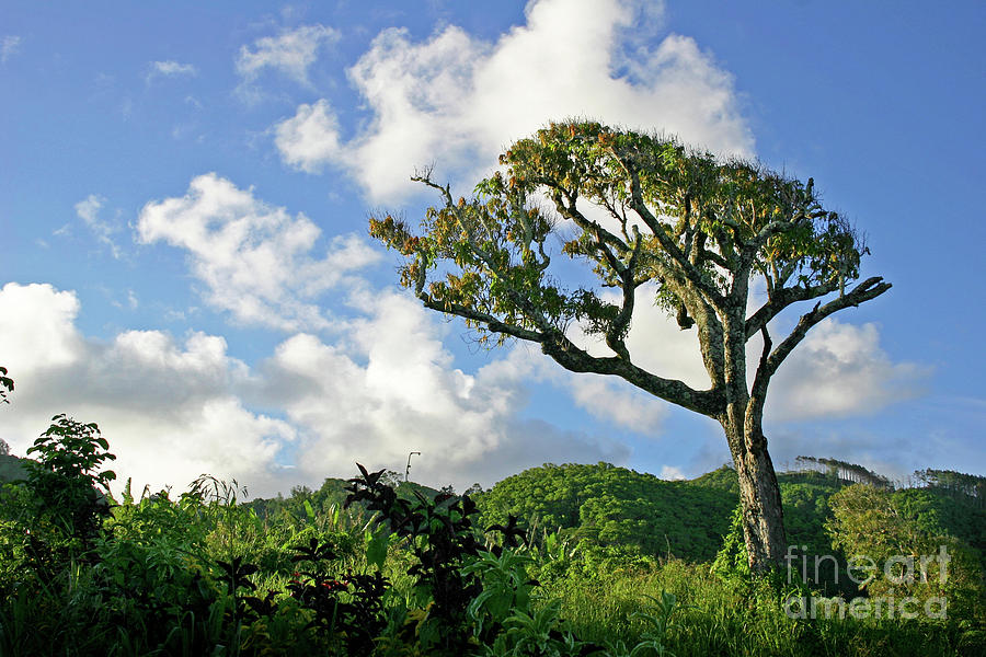 Ambala Tree Photograph by Becqi Sherman
