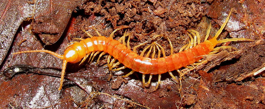 Amber Centipede Photograph by Joshua Bales