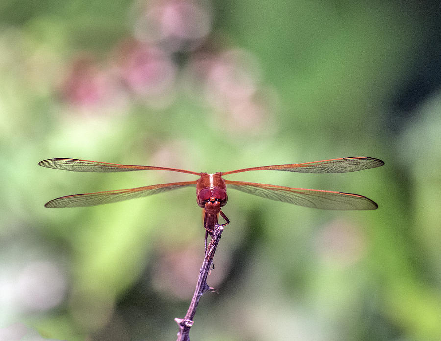Amber Dragonfly Photograph by William Bitman