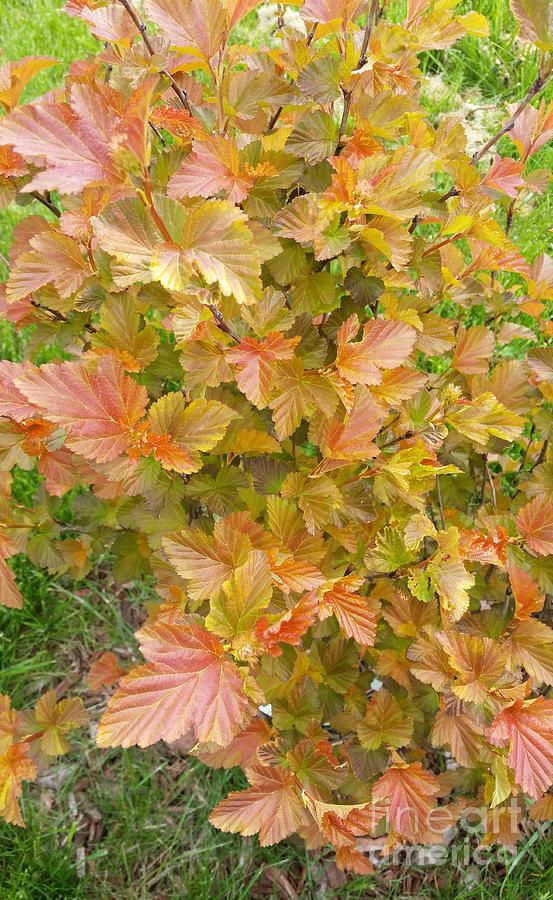 Amber Jubilee Ninebark Tree Photograph by Josephine Sheppard