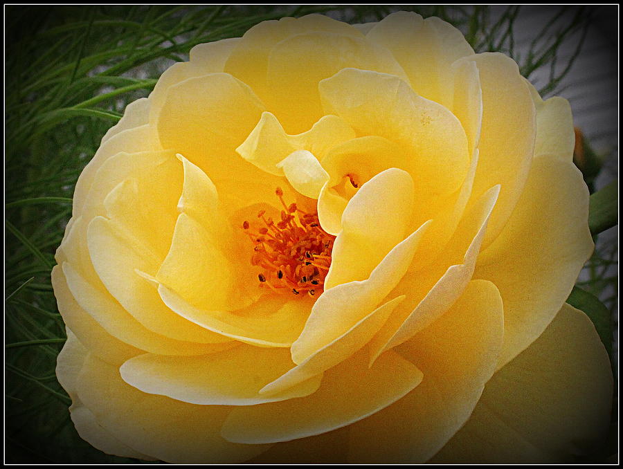 Rose Photograph - A Lovely Amber Rose by Dora Sofia Caputo
