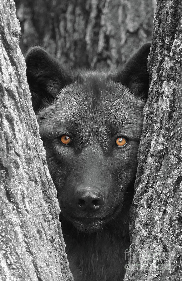 Wolves Photograph - Amber by Shari Jardina