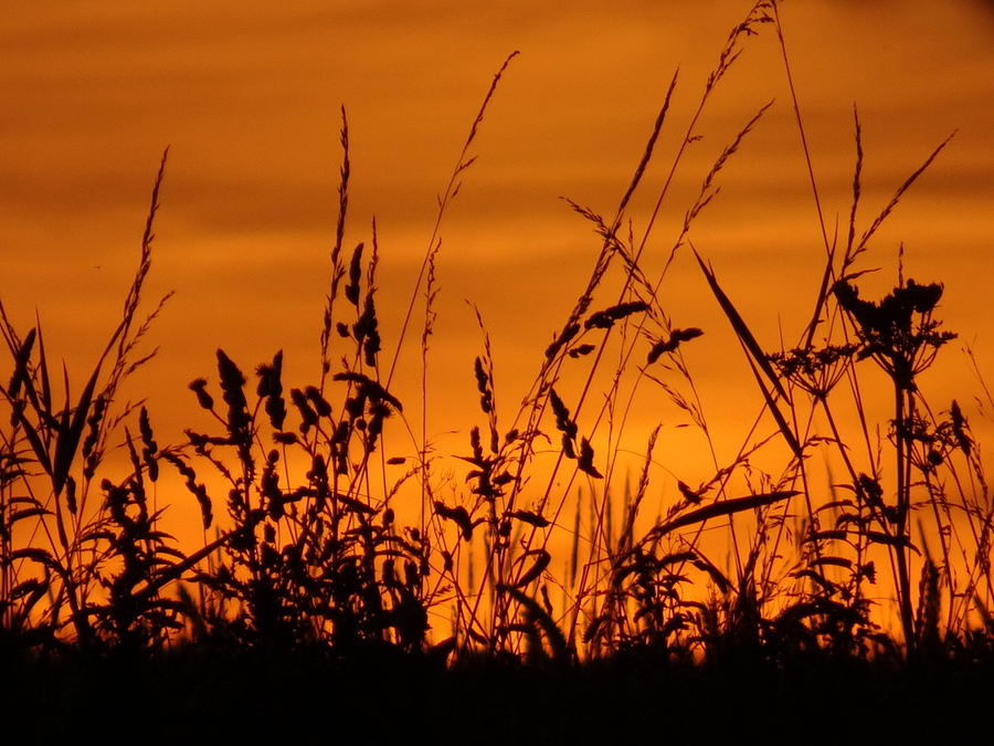 Amber sundown meadow grass silhouette  Photograph by Susan Baker