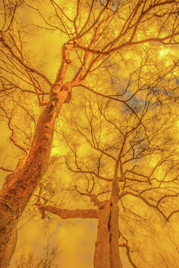 Amber Tree Abstract Photograph by Bruce Pritchett
