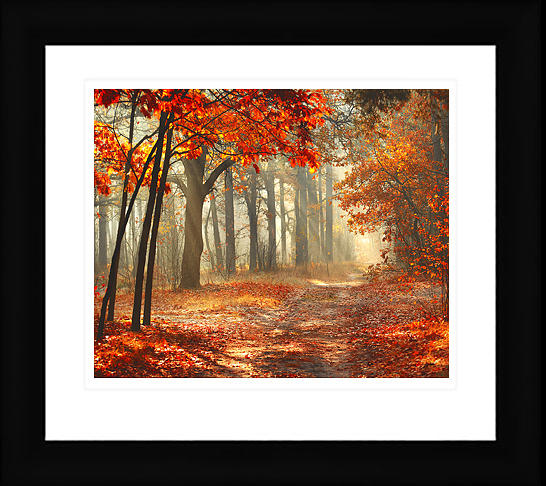 Amber Walk Photograph by Elizabeth Langdon - Fine Art America