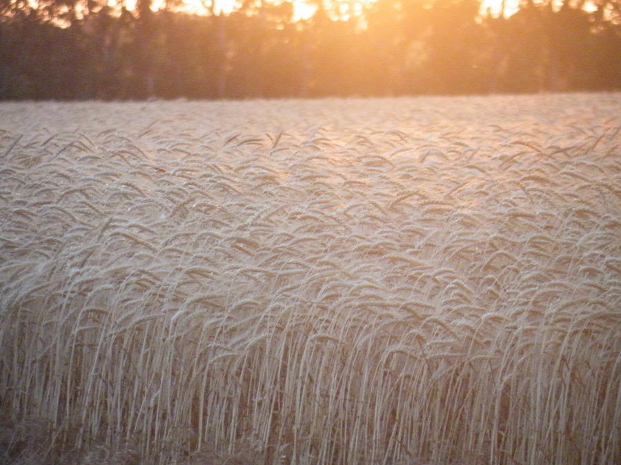 Summer Photograph - Amber Waves of Grain by Weathered Wood