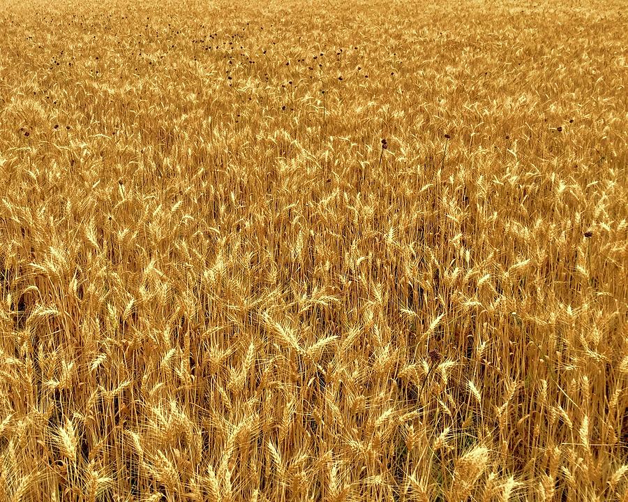 Amber Photograph - Amber Waves of Grain by Rob Michalowski Amber Photograph - Amber Waves of Grain by Rob Michalowski